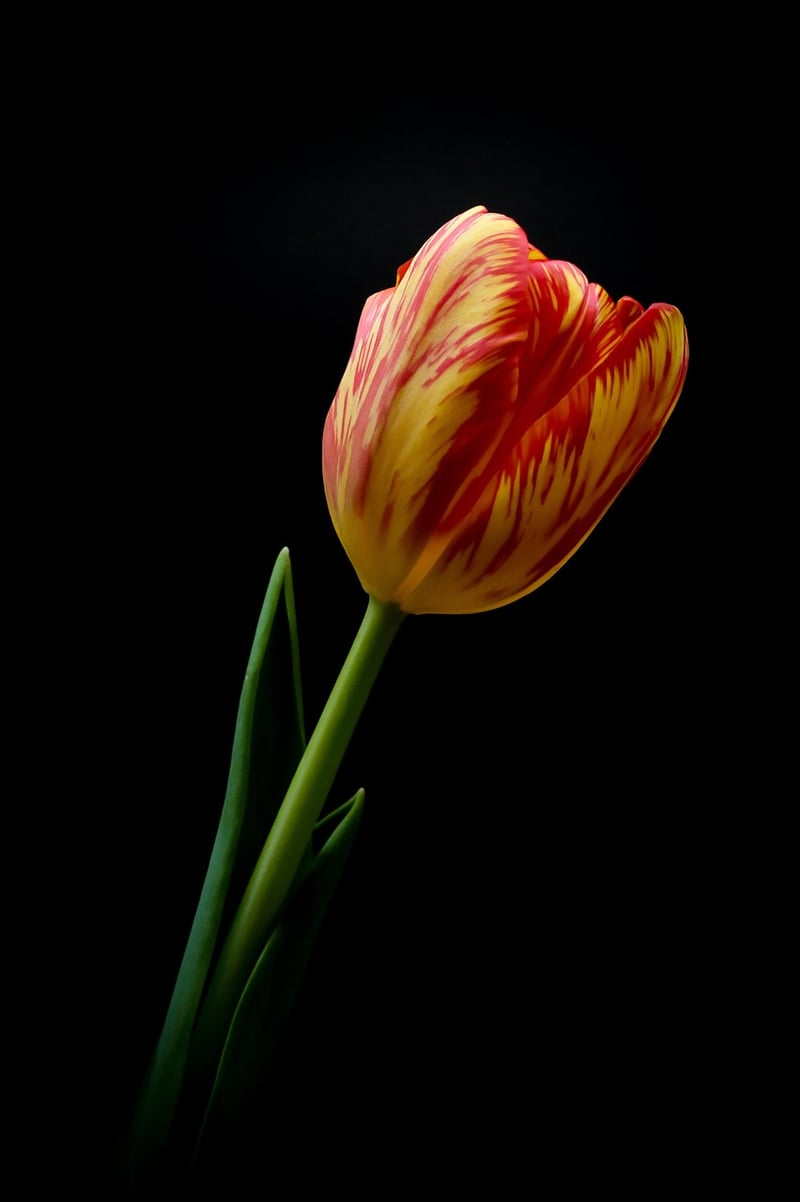 Vertical garden blossoms